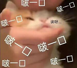 小寡妇素手擒四爷